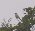 /album/my-local-birding-gallery/great-grey-shrike-thornhill-wetlands-jpg/